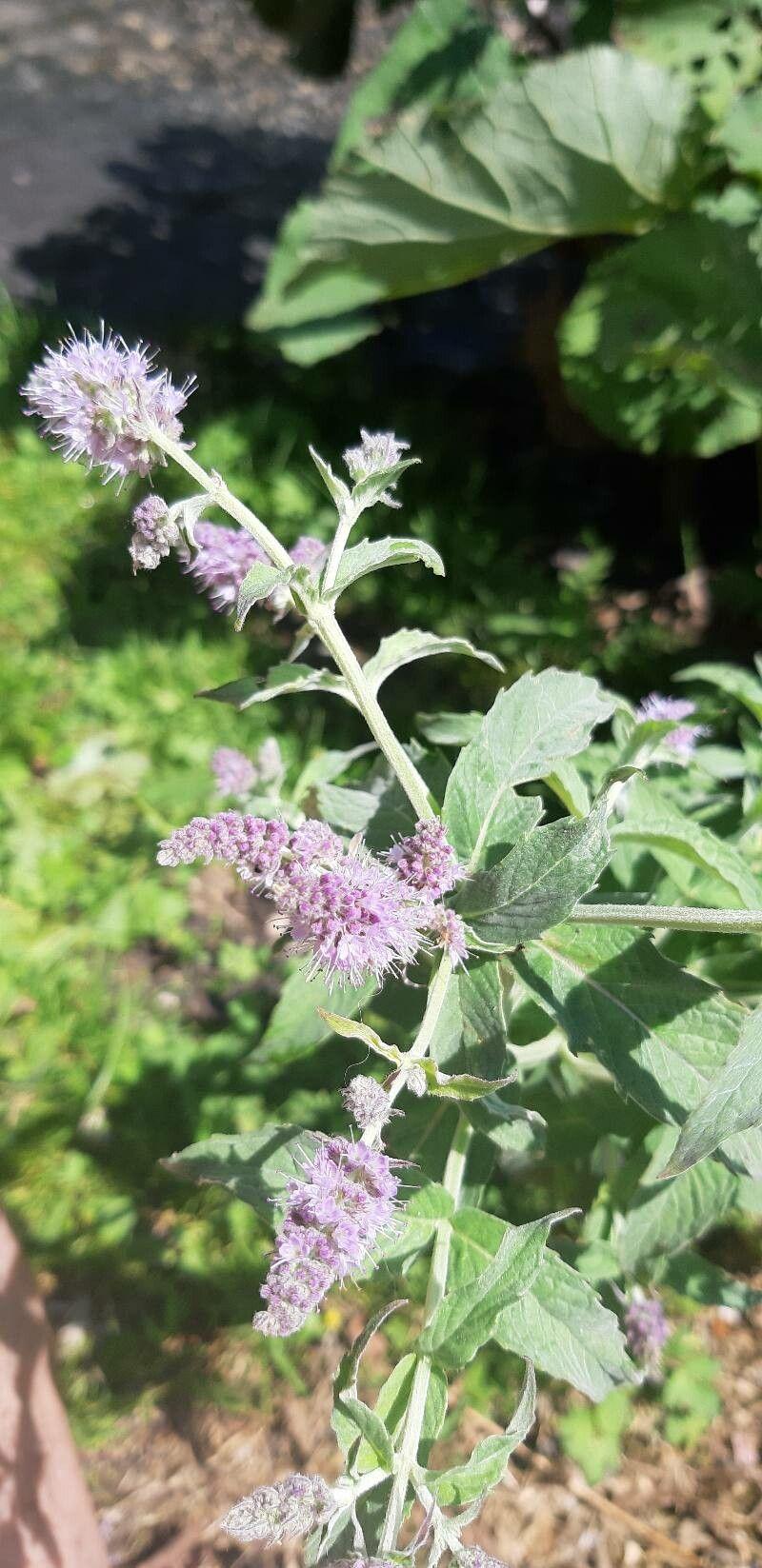 Rossminze mit lila Blüten in voller Blüte auf einer sonnigen Wiese im Garten