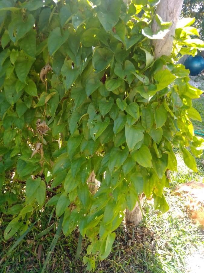 Dioscorea esculenta plant met karakteristieke bladeren