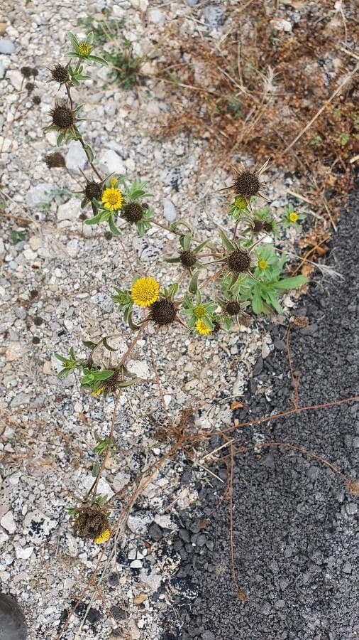 Pallenis spinosa yellow flowers with spines