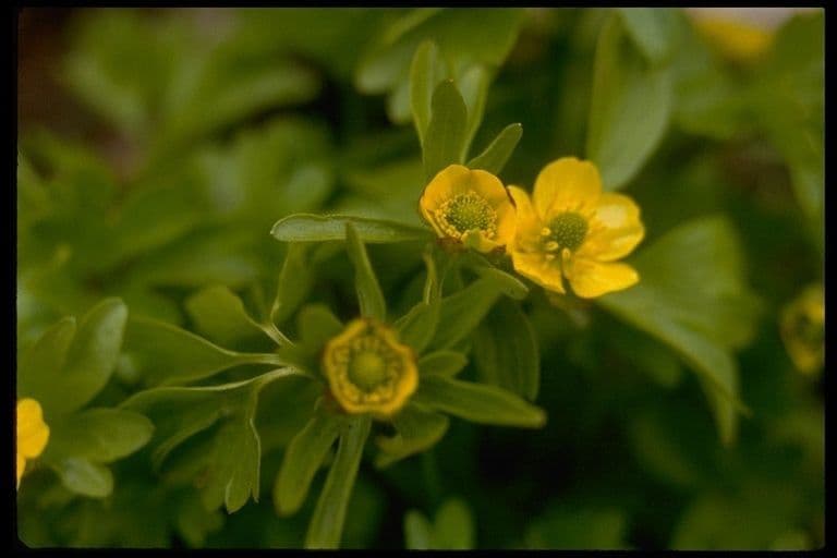 Renoncule d'Eschscholtz avec fleurs jaune doré en milieu alpin