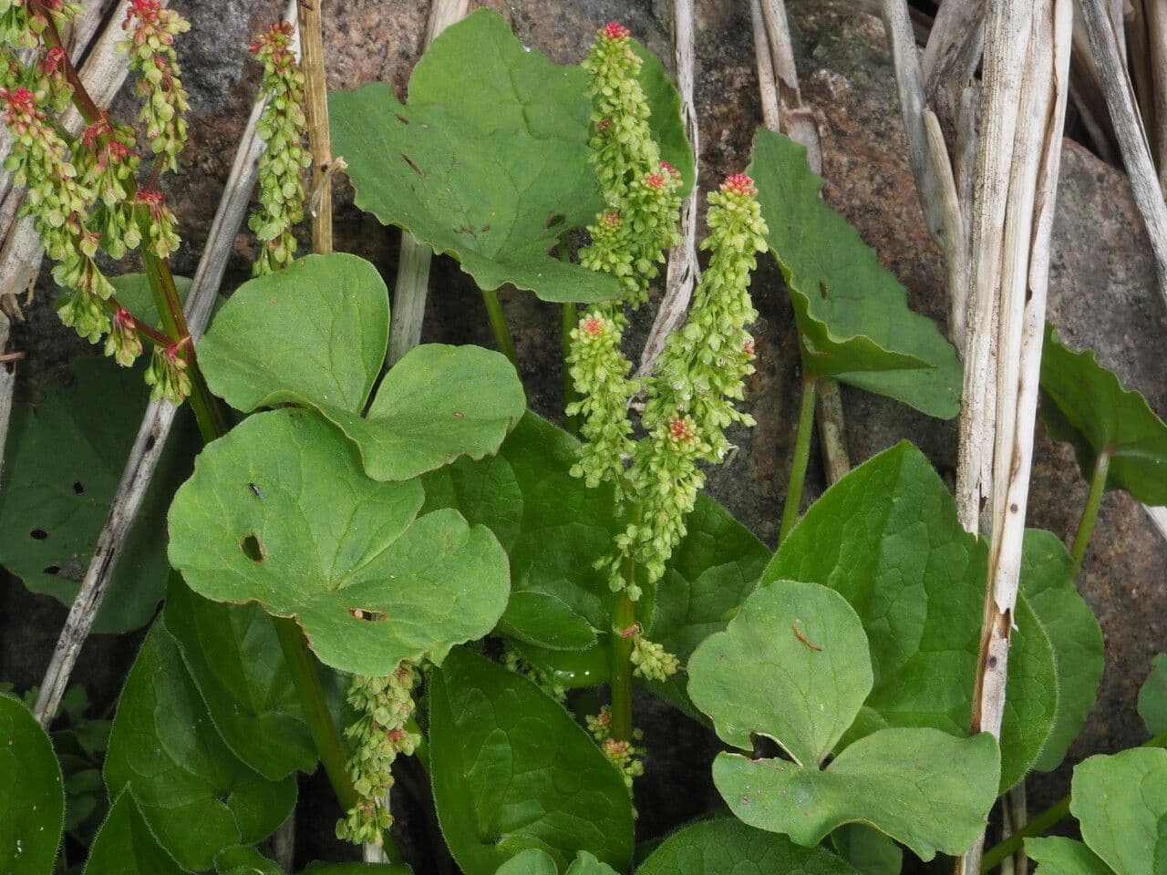 Oxyria digyna bergzuring met kleine rode bloemen