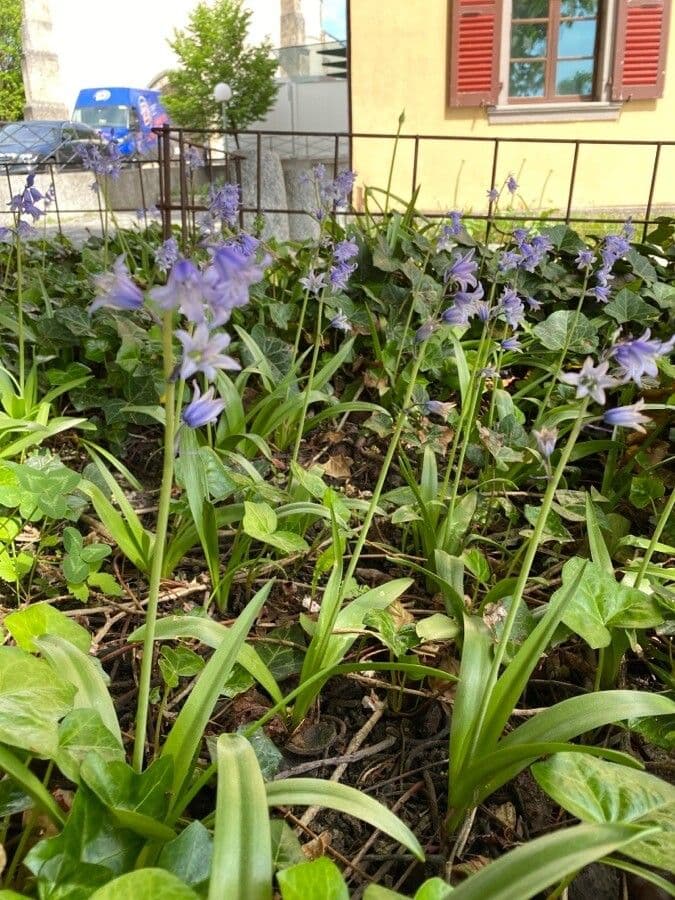 Hyacinthoides hispanica met zijn volle, helblauwe bloemen trossen en breede groene bladeren