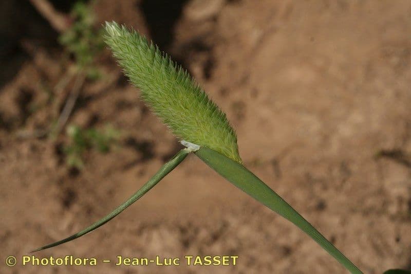 Phalaris brachystachys plant met karakteristieke aren