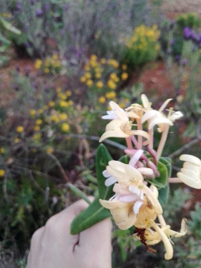 Fleurs rouges de Lonicera implexa