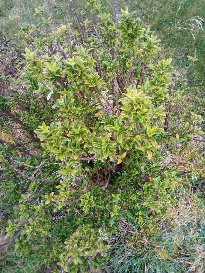 Japanischer Spindelstrauch als dichte, glänzende Hecke im Garten