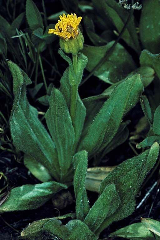 Arnica orangée avec ses capitules jaune doré dans une prairie ensoleillée
