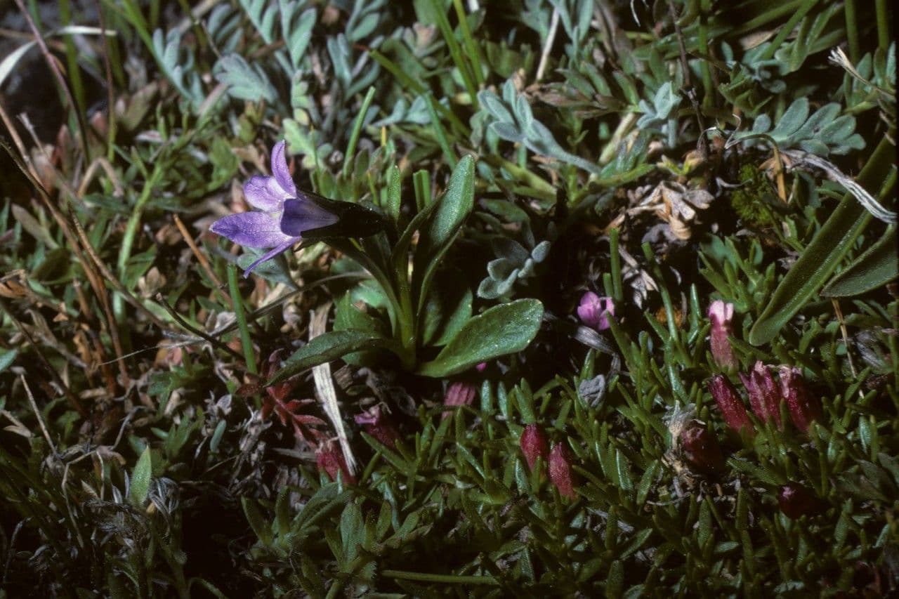 Campanula uniflora campanule arctique