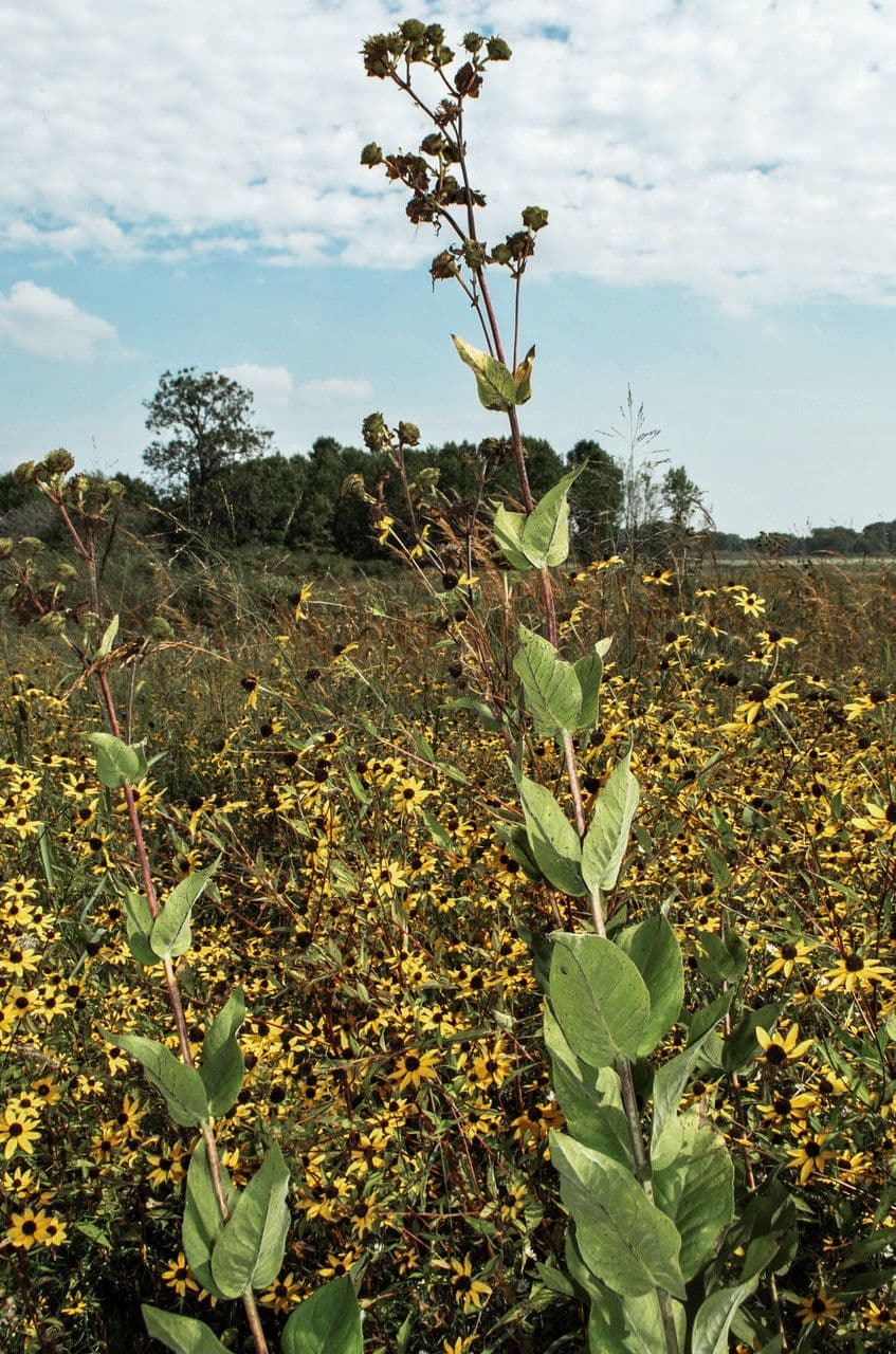 Silphium integrifolium in full bloom with bright yellow sunflower-like flowers on tall stems in a prairie planting