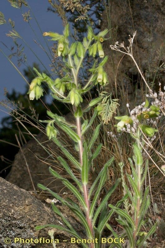 Onosma arenaria met hangende gele buisbloemen en stekelhairig grijs blad in een steentuin