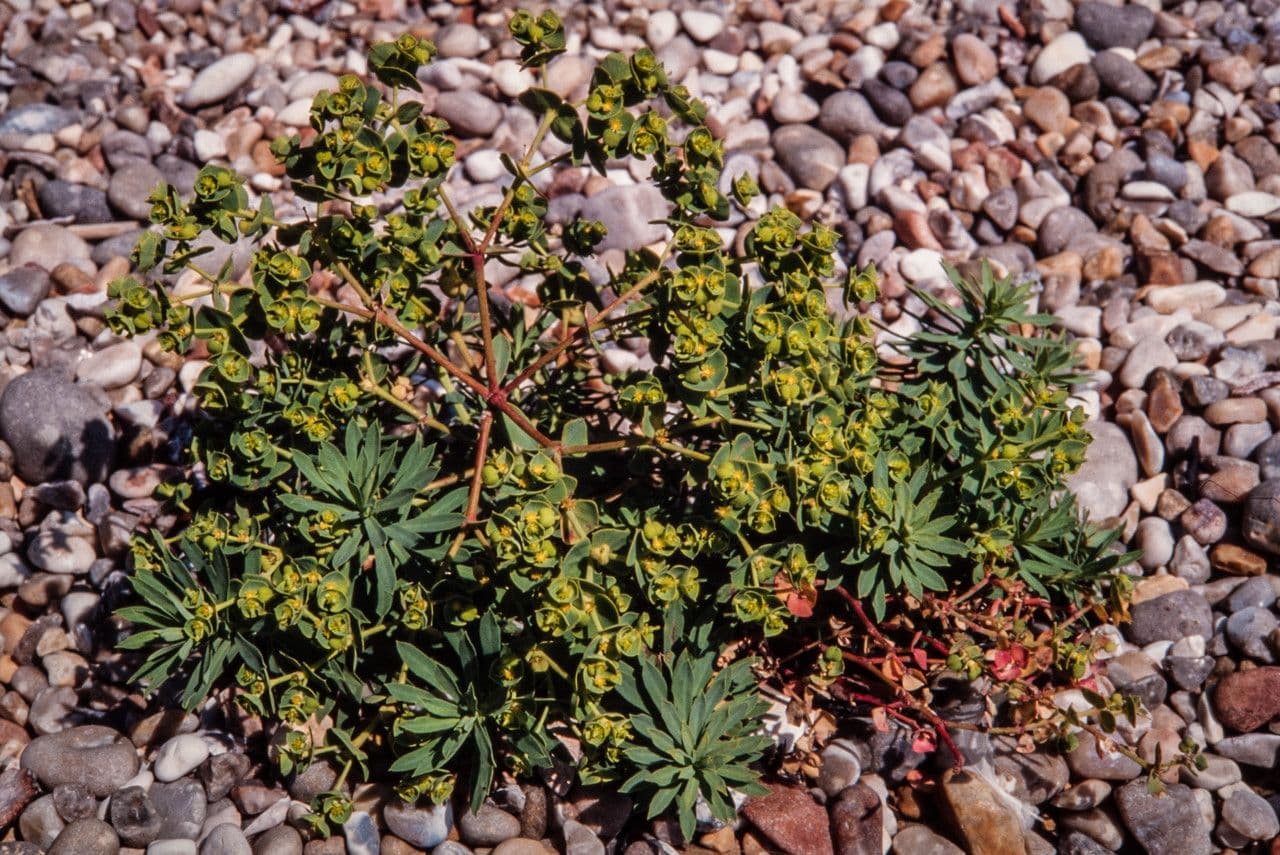 Portland spurge with yellow flowers