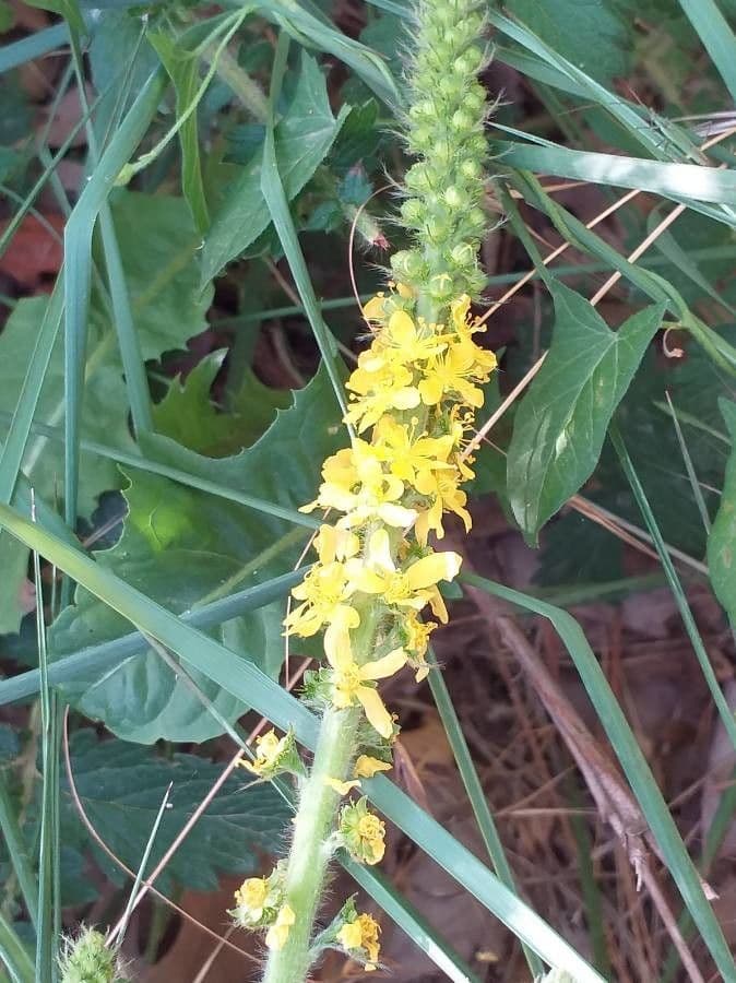 Épis floraux jaunes d'Agrimonia eupatoria au soleil d'été