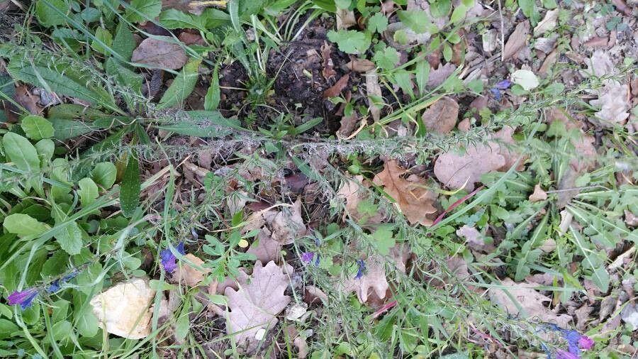 Wegerich-Natternkopf in voller Blüte auf einer trockenen, sonnigen Böschung