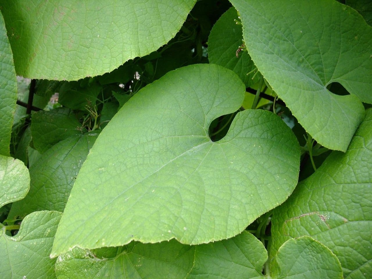 Gele bloemen en rode vruchten van Thladiantha dubia op het blad