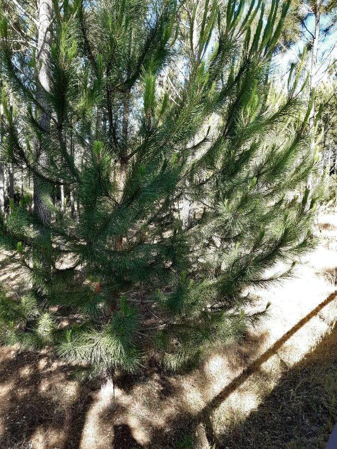 Weymouth-Kiefer in voller Größe mit weichen, hellgrünen Nadeln im Sonnenlicht
