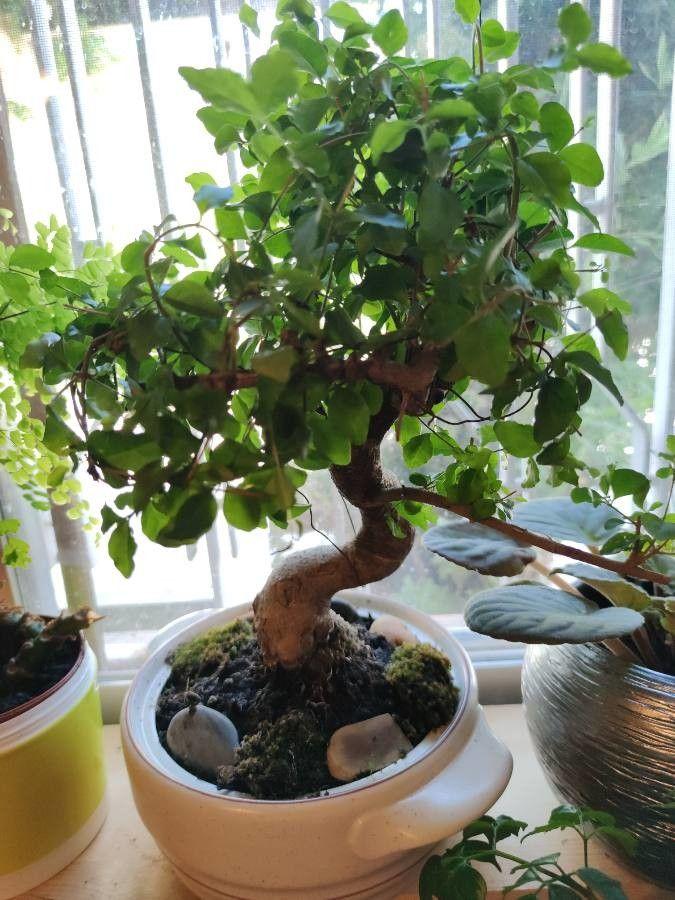 Dichte, grüne Hecke aus Chinesischem Liguster in einem Garten im Sommer