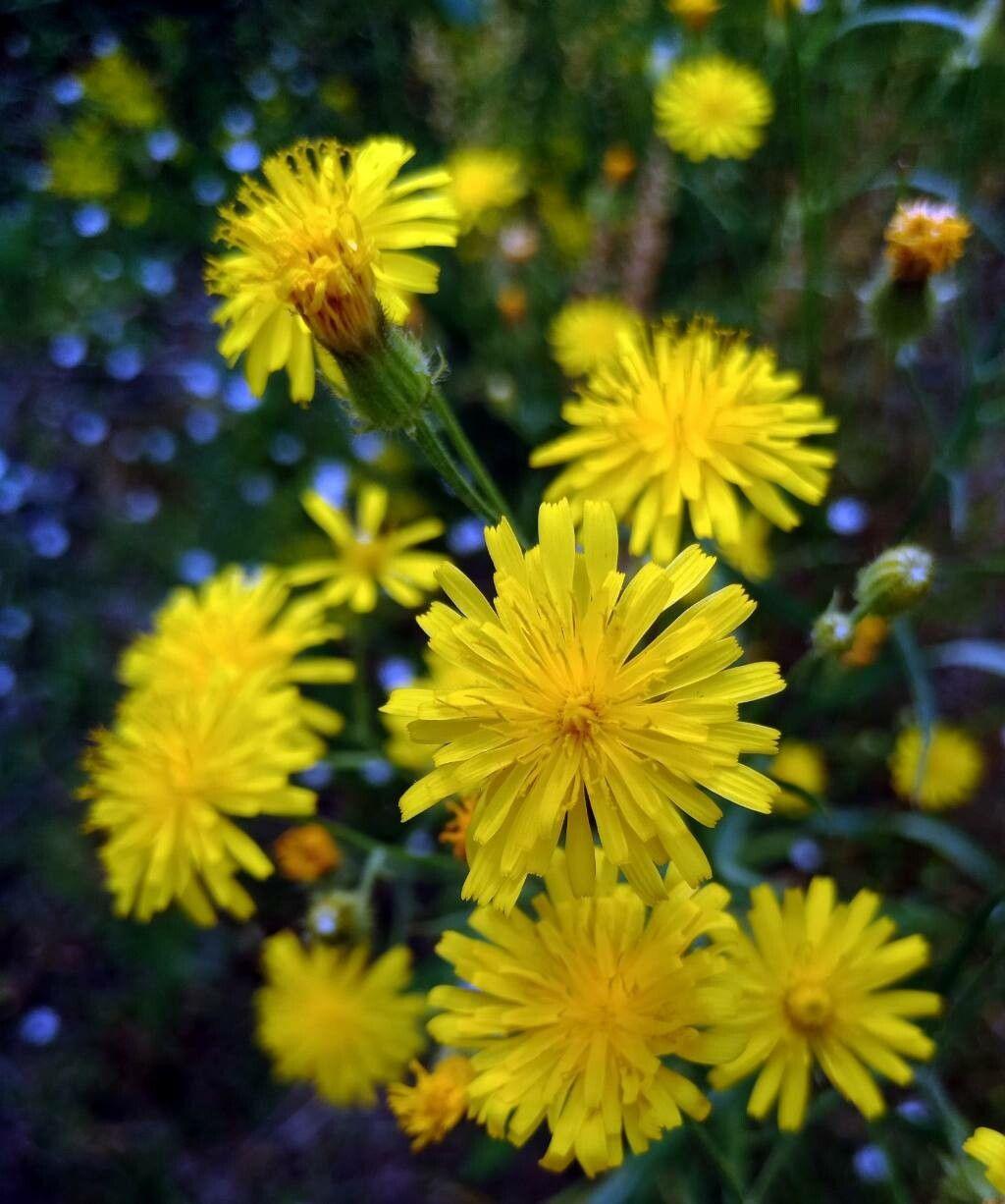 Crépis des prés en pleine floraison sur un talus ensoleillé, dans un jardin de style prairie