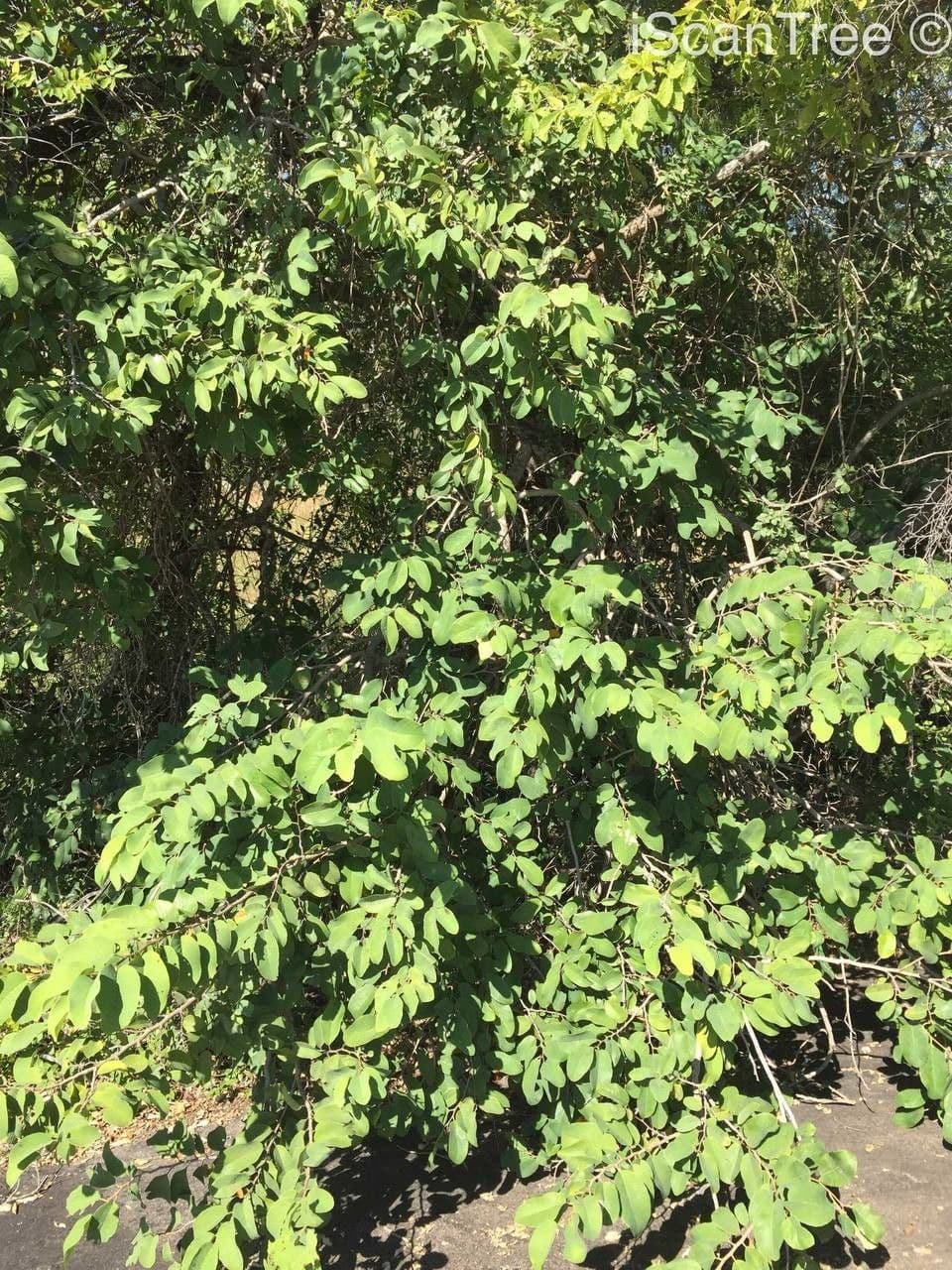 Annona senegalensis fruitboom met groene vruchten op een Afrikaanse locatie