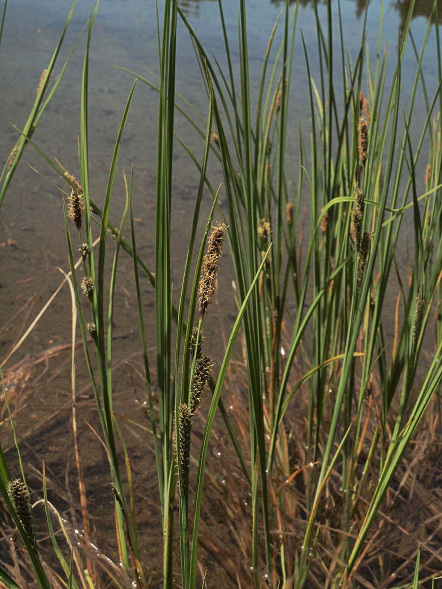 Lakeshore sedge plant showing characteristic growth habit
