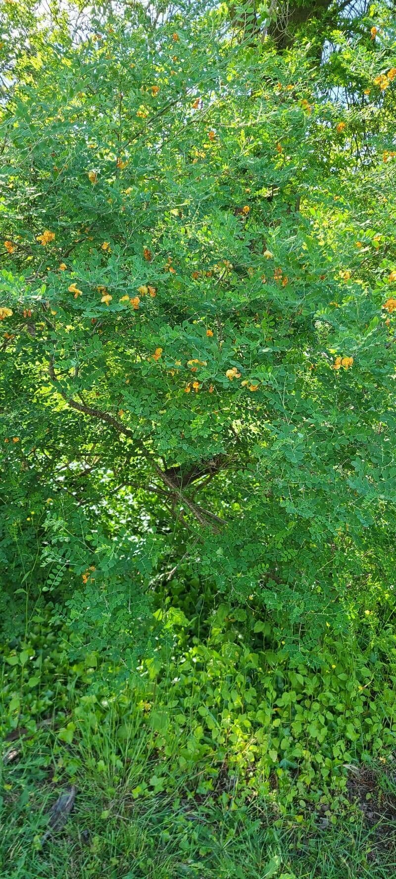 Oriental bladder senna with yellow flowers and inflated seed pods
