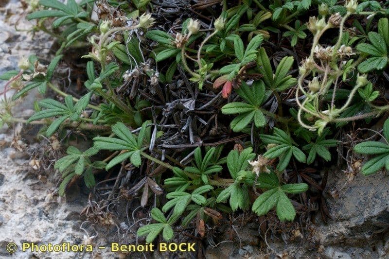 Potentilla saxifraga in bloei