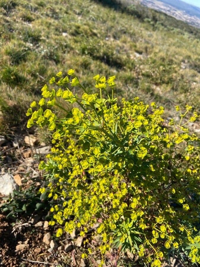 Yellow flowers of garden spurge