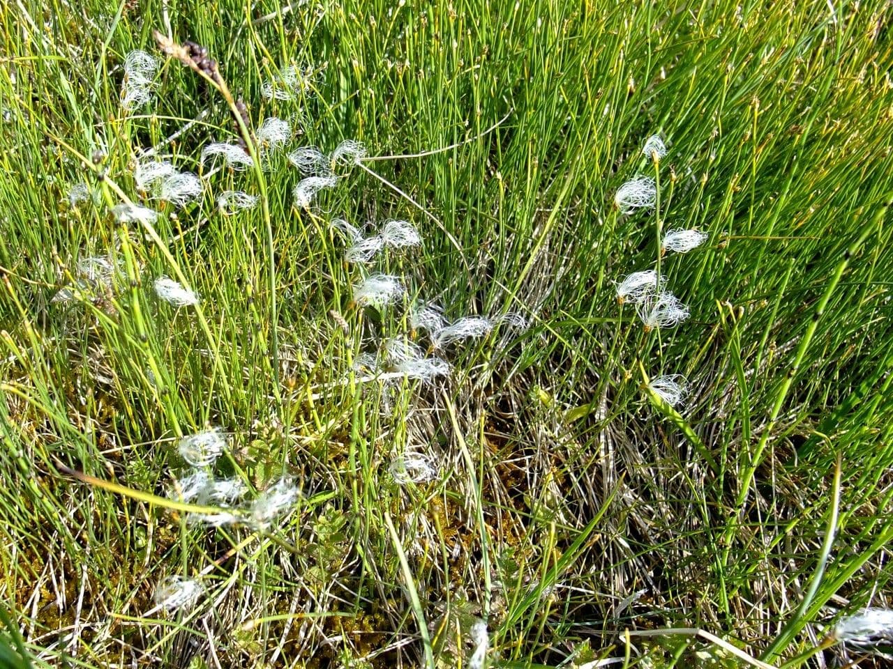 Scirpe des Alpes affichant de delicates tetes fleurissant ressemblant a des chatons en cadre alpin