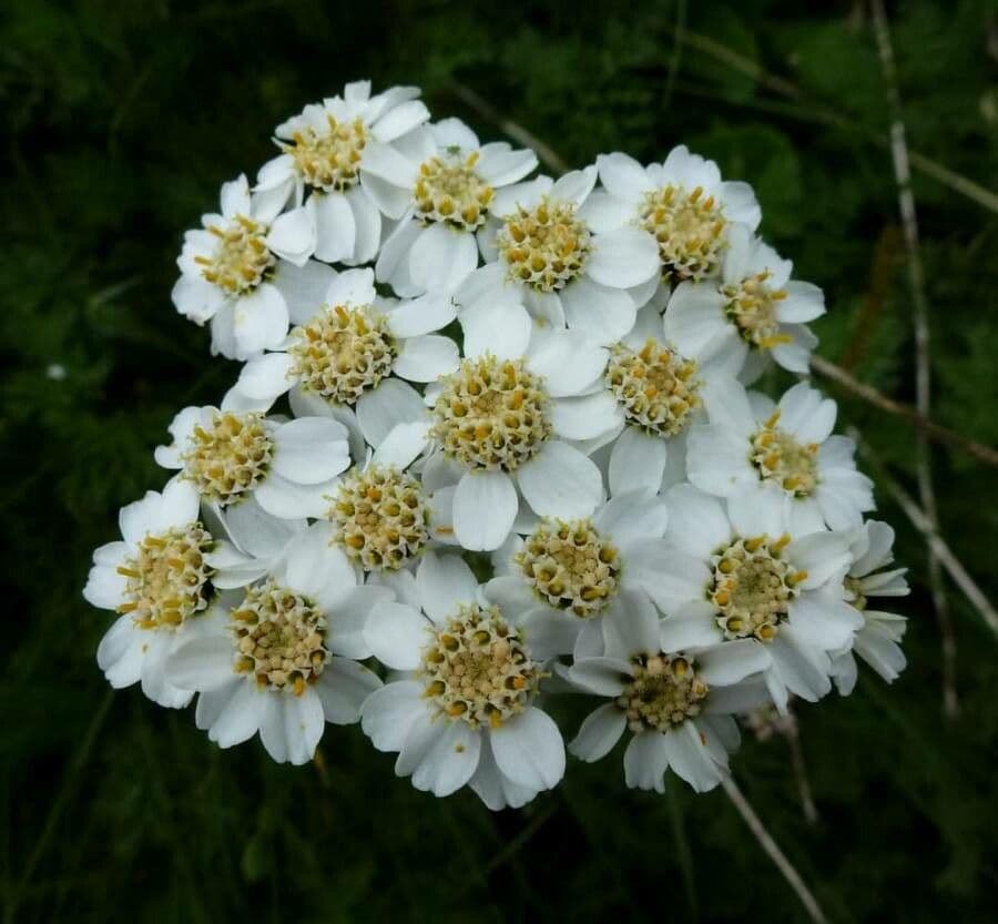 Clusius-Schafgarbe (Achillea clusiana) mit feinem Nadellaub und rosa Bluten