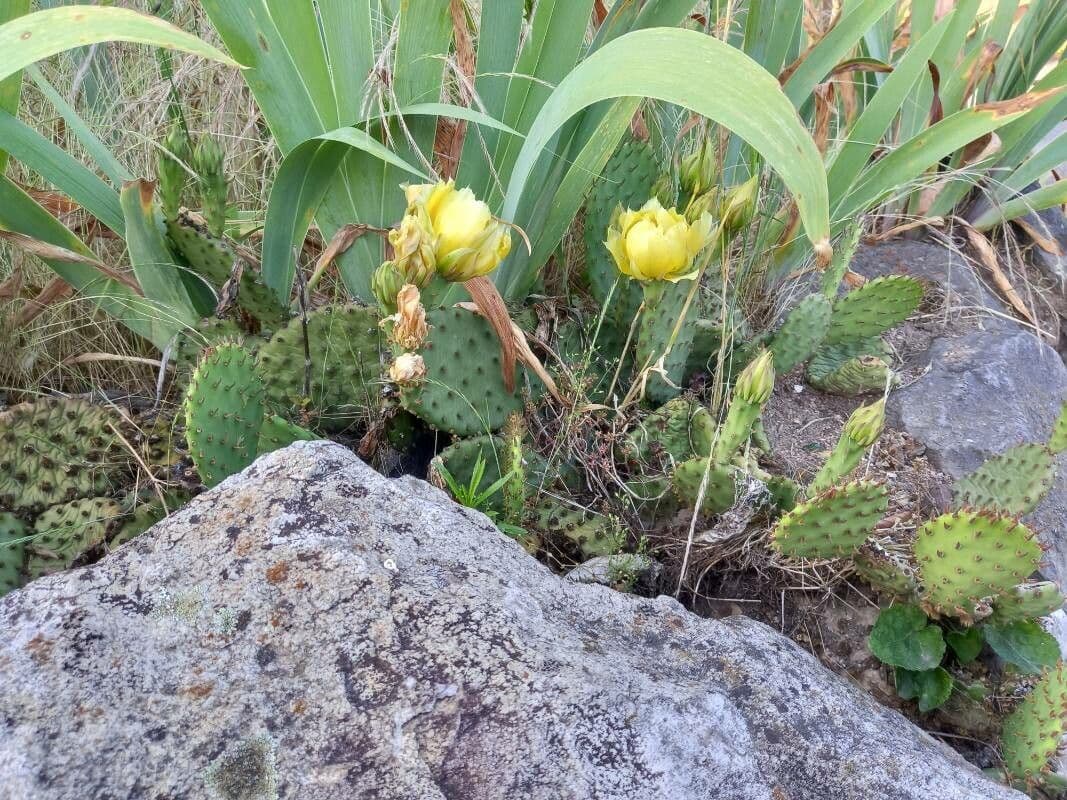 Gelbe Bluten und rote Fruchte von Opuntia humifusa