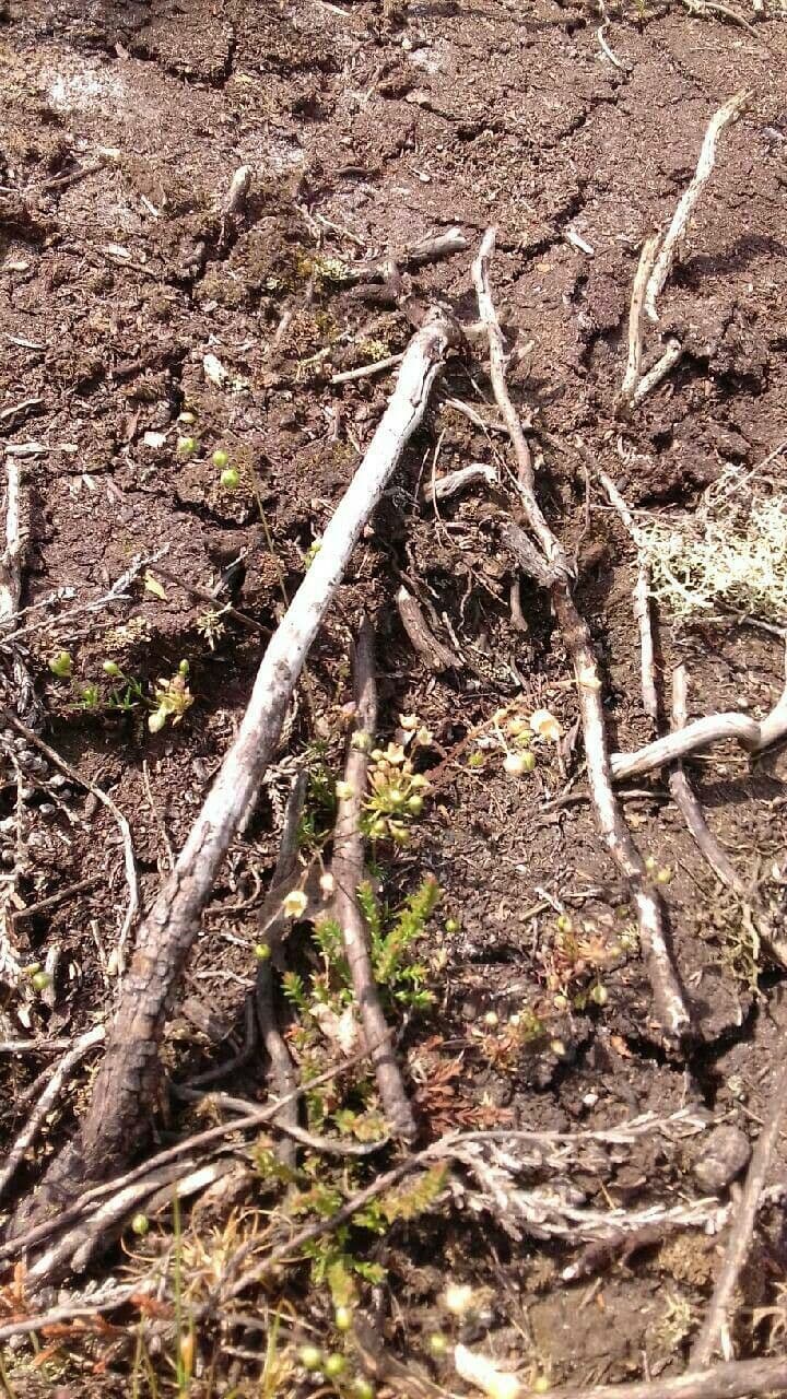 Spergula morisonii met zachtroze witte bloemen en fijn naalderig blad