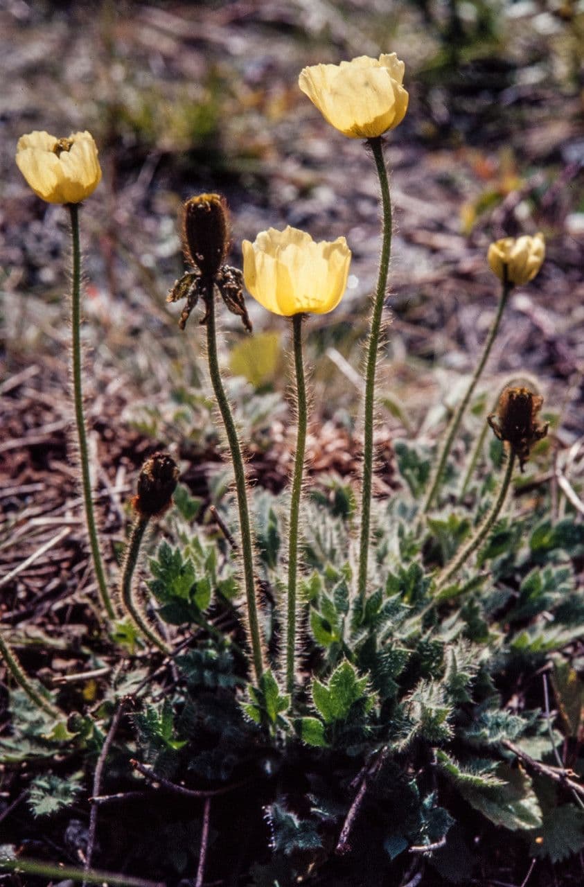 Papaver radicatum arctic poppy yellow white flower