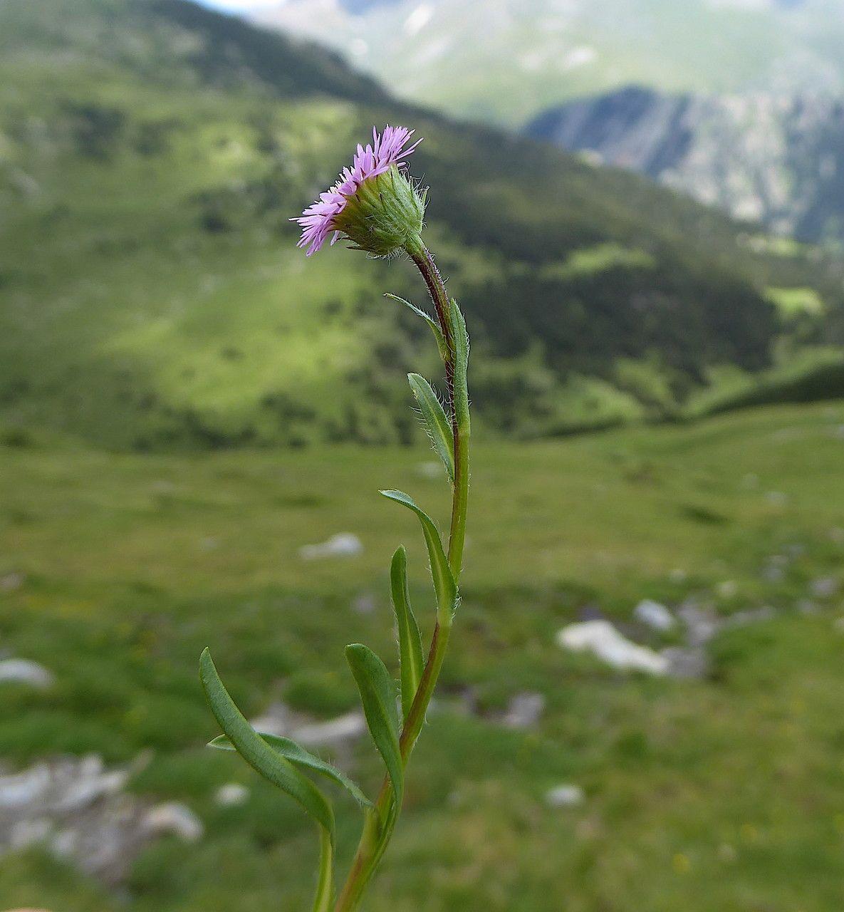 Alpenfijnstraal in volle bloei op een zonnige, goed doorlatende plek tussen steentjes