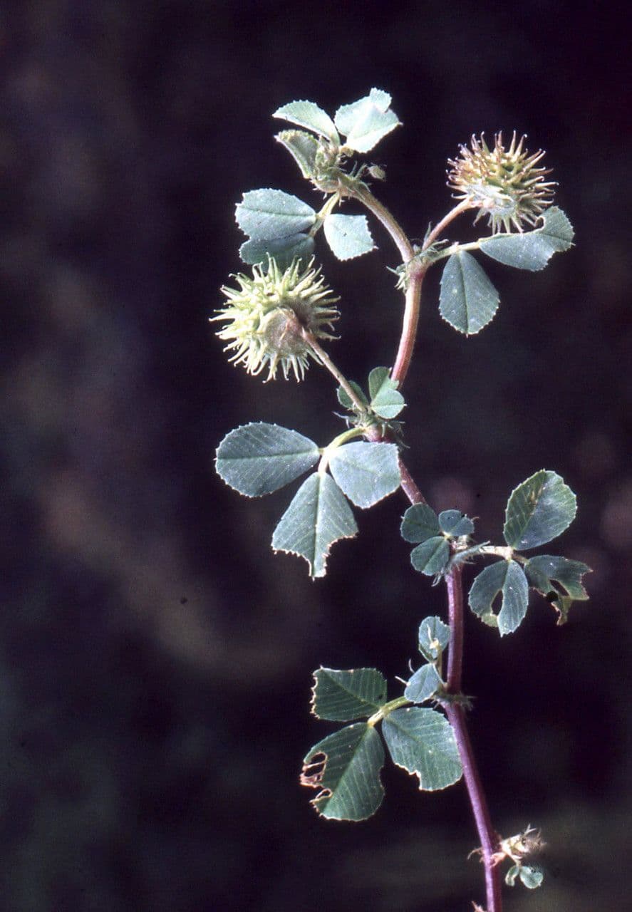 Kreisel-Schneckenklee mit lila Blüten in Mittelmeerländschaft