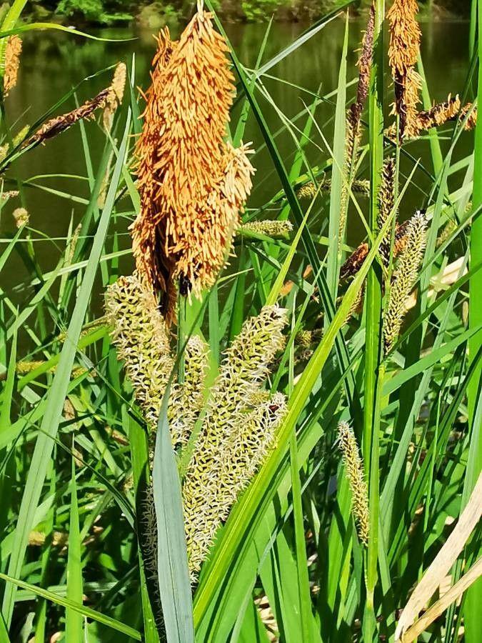 Oeverzegge (Carex riparia) in een vochtige tuinomgeving met groenblauwe stengels en pluizige bloeistruiken