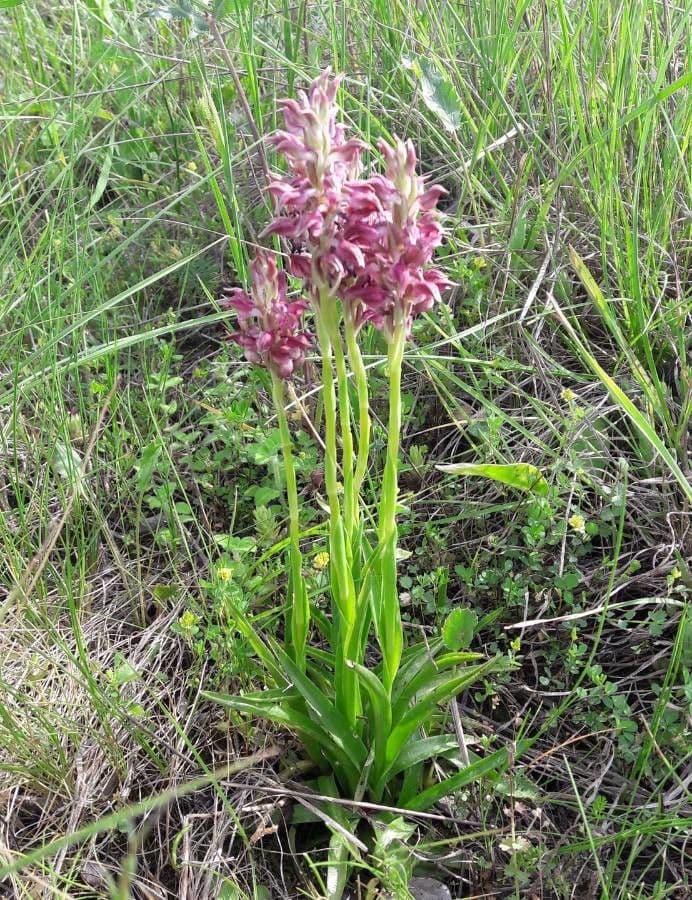 Bug orchid (Anacamptis coriophora) displaying dark red to brown flowers
