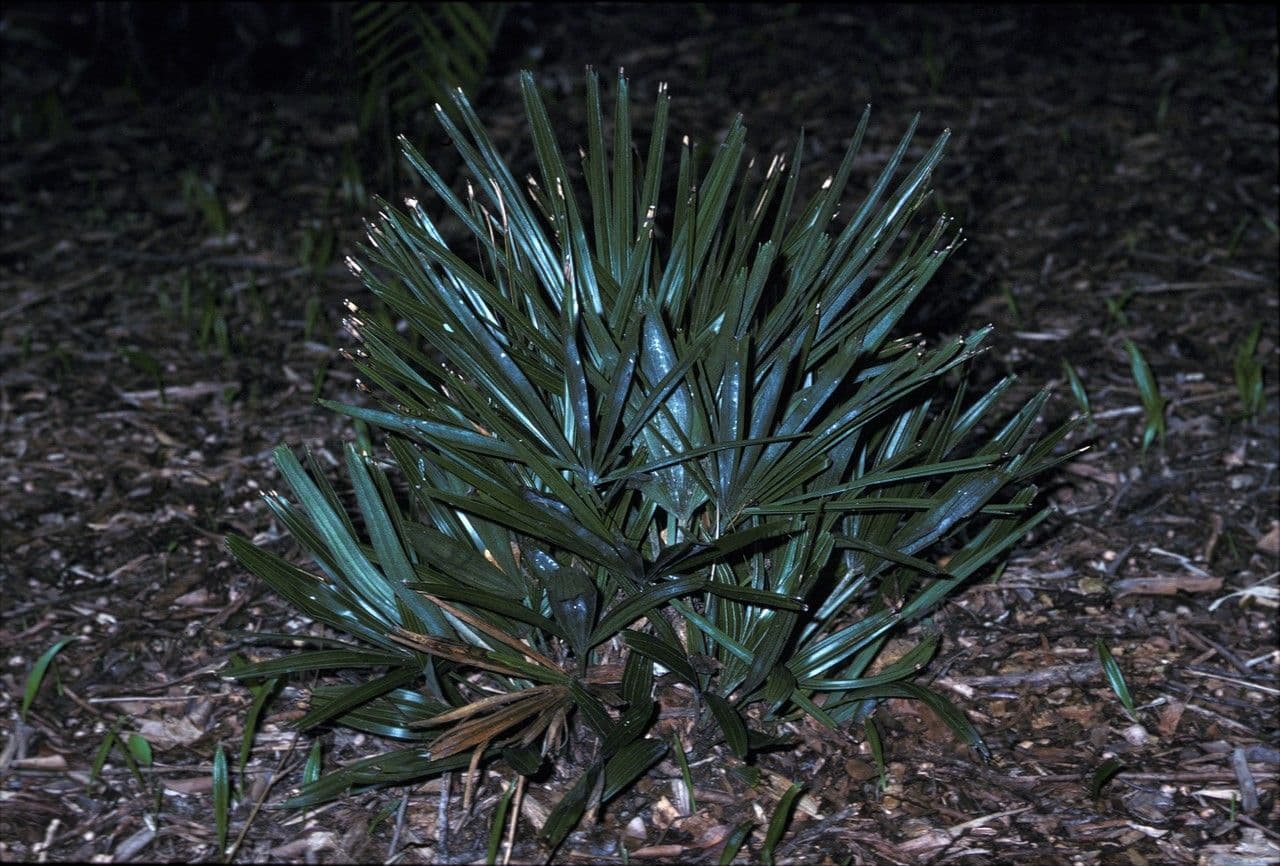 Needle palm (Rhapidophyllum hystrix) with fan-shaped leaves and distinctive spines