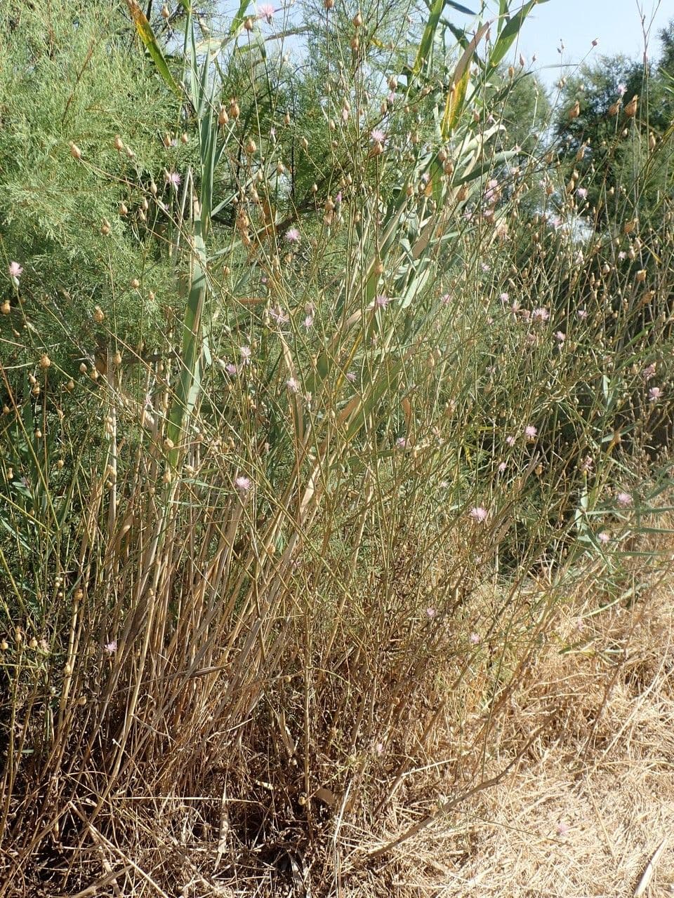 Distel mit purpurrosa Blütenköpfen