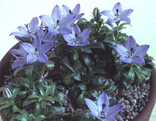 Campanula piperi purple flowers on rocky slopes