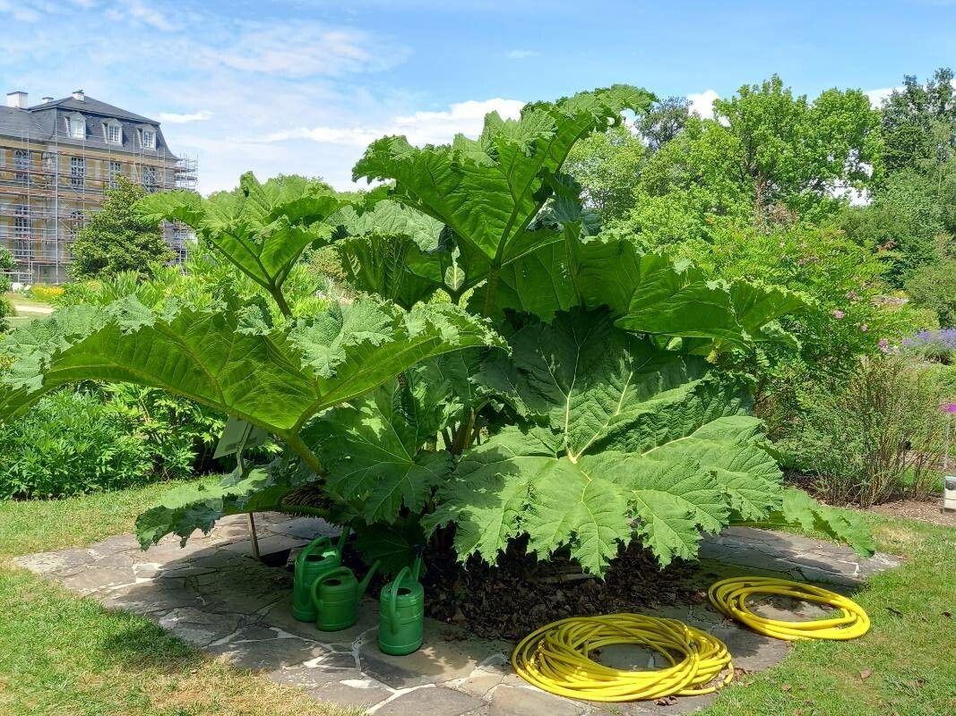 Large, textured leaves of giant-rhubarb in a damp garden setting