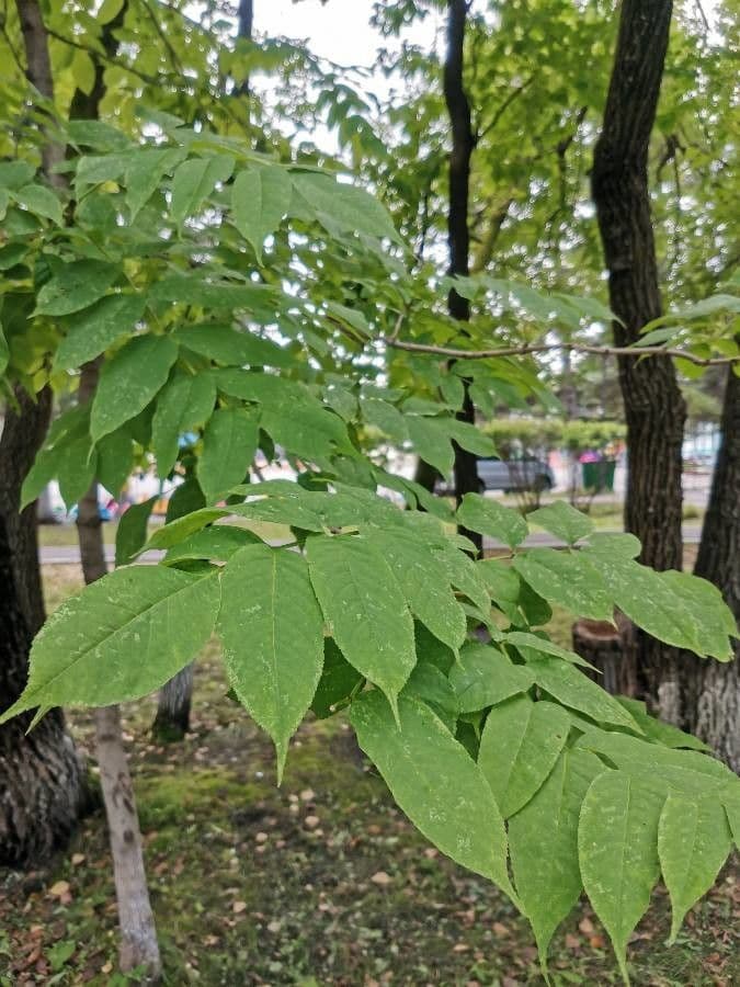 Foliage of the Manchurian ash, Fraxinus mandshurica