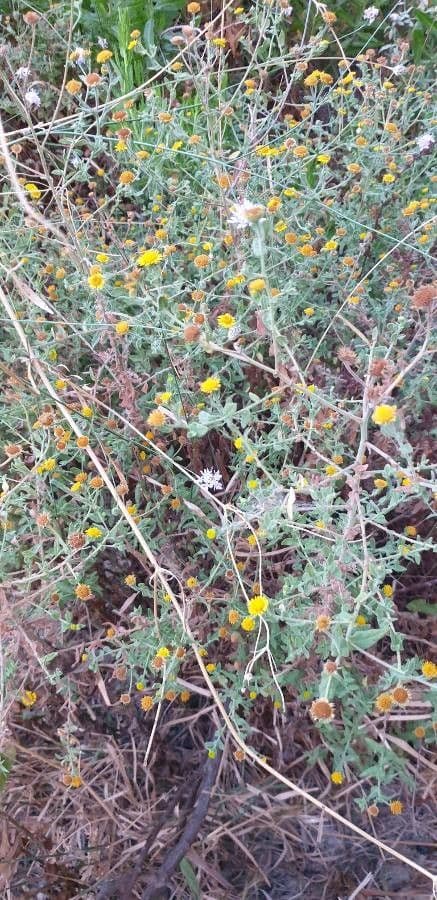 Pulicaria vulgaris klein vlooienkruid goudgele bloemen
