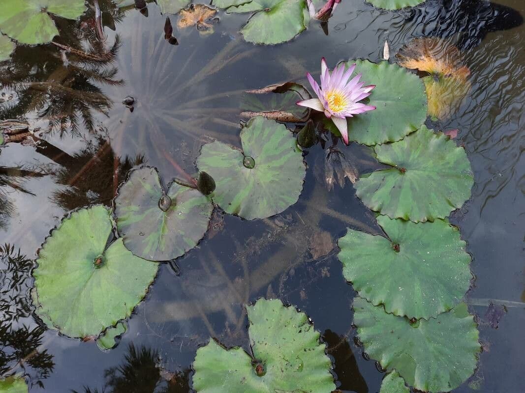 Rode en blauwe waterlelie met vlechtige bloemen in het water