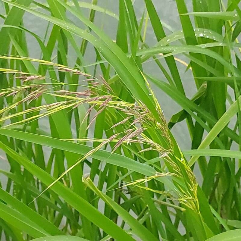 Elegant water-bamboo in shallow water environment