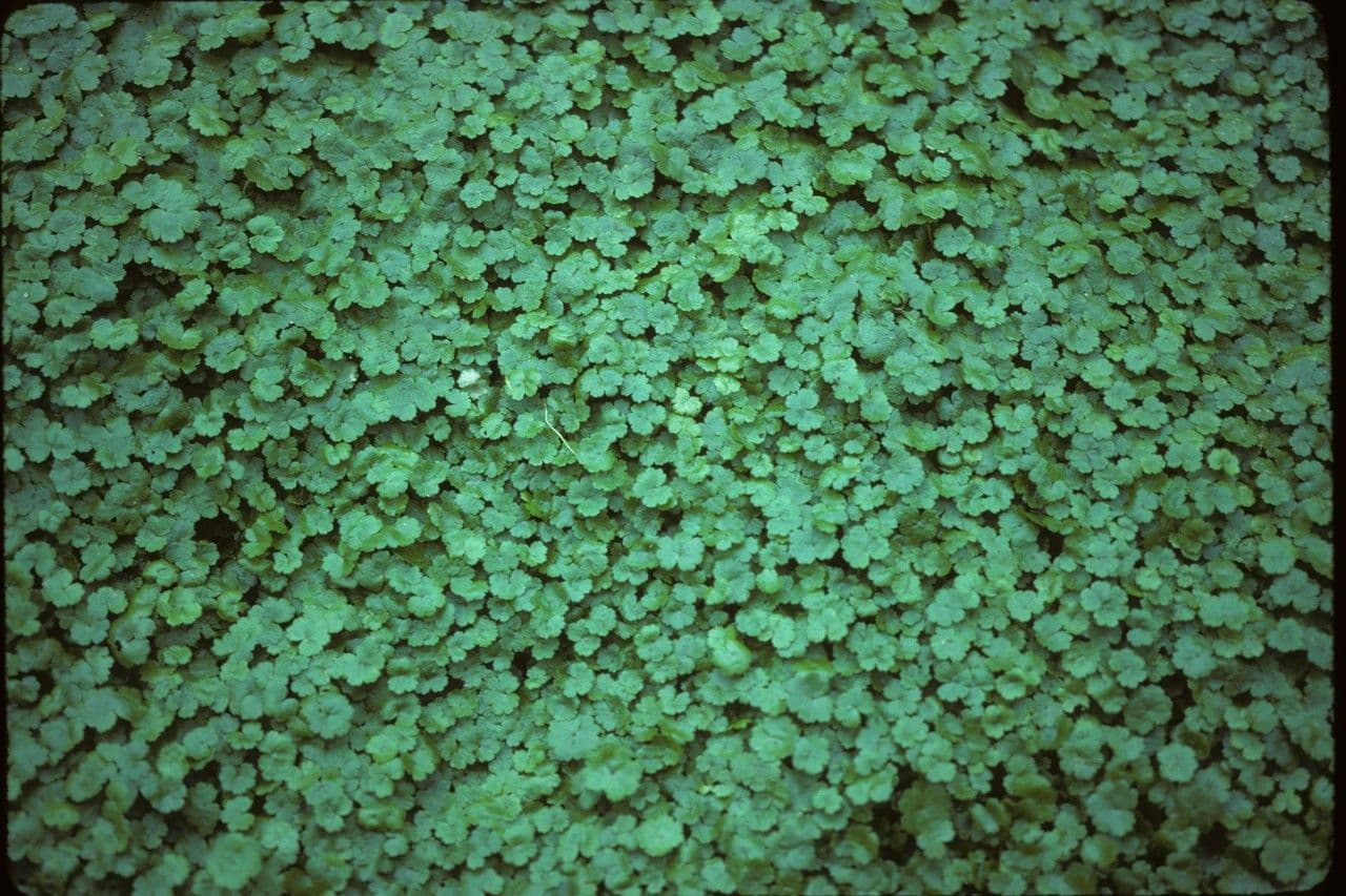 Hydrocotyle americana American marsh pennywort with round leaves at the water edge