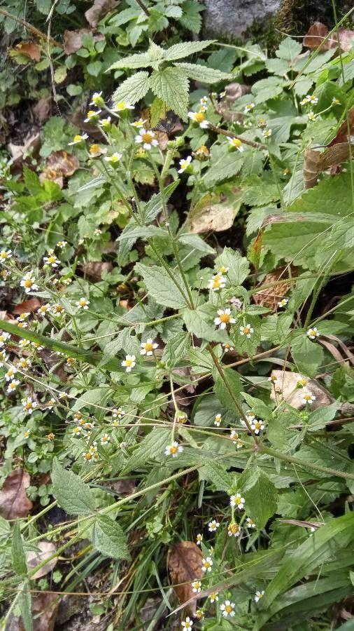 Kaal knopkruid in volle bloei in een tuinbed met lichtgele bloemetjes en fijne groene bladeren.