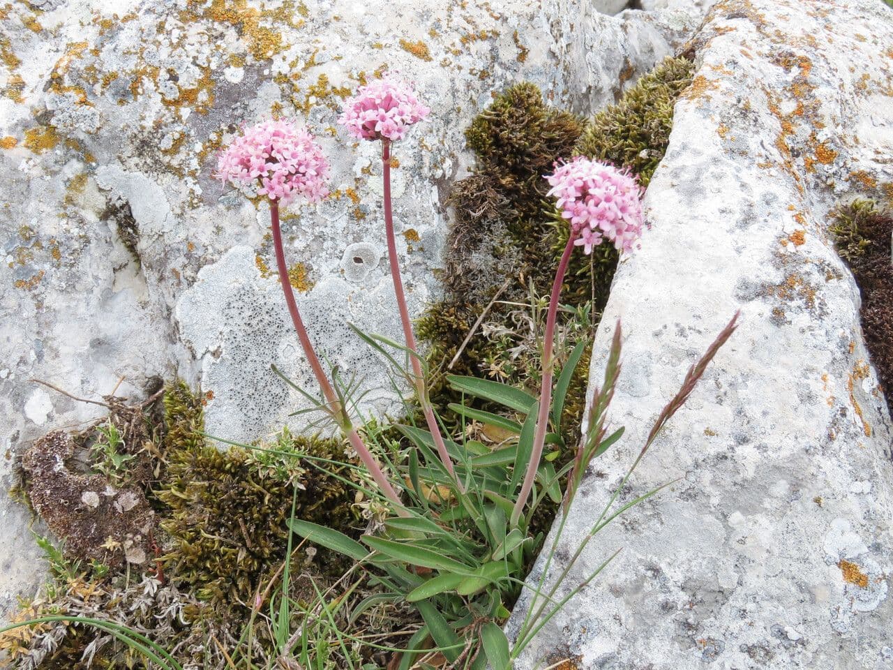 Valeriaan tuberosa met roze bloemen en gesneden bladeren