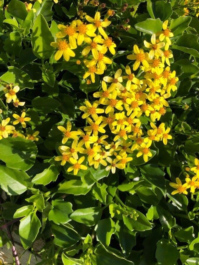 Cape-ivy avec des fleurs jaune brillant et feuillage dense