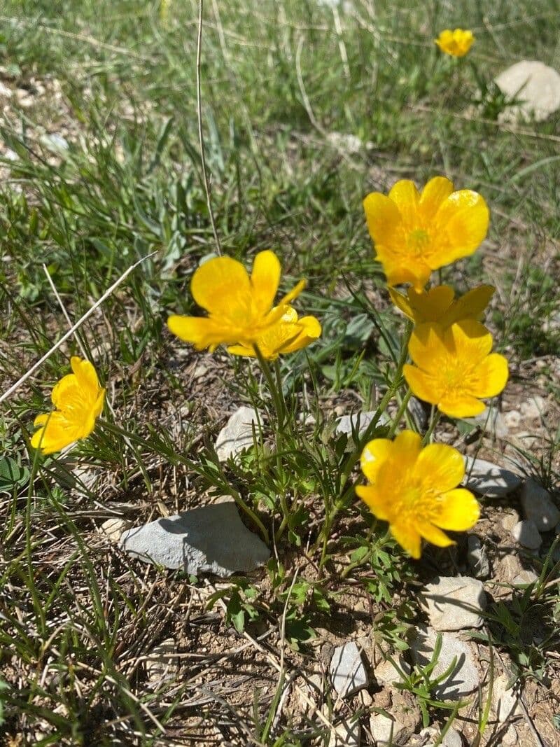 Ranunculus carinthiacus golden-yellow flowers on alpine meadow