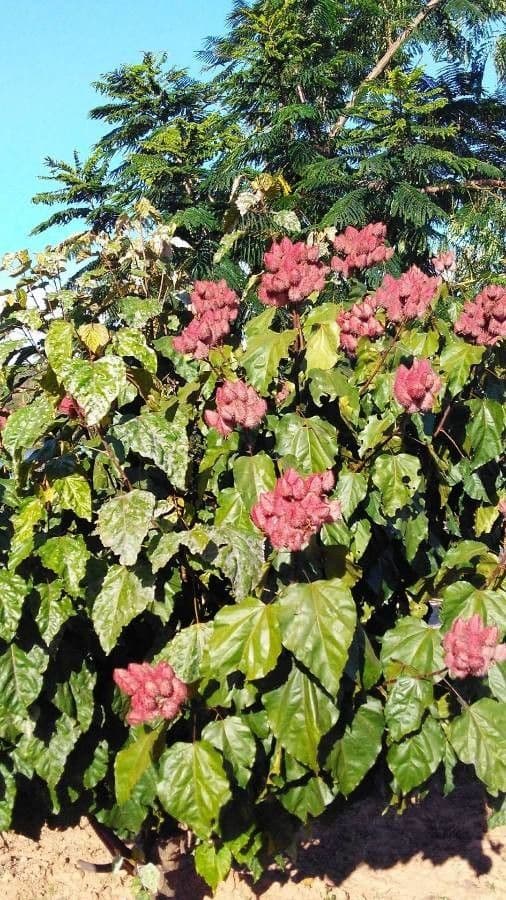 Bixa orellana spiky seed pods with red aril