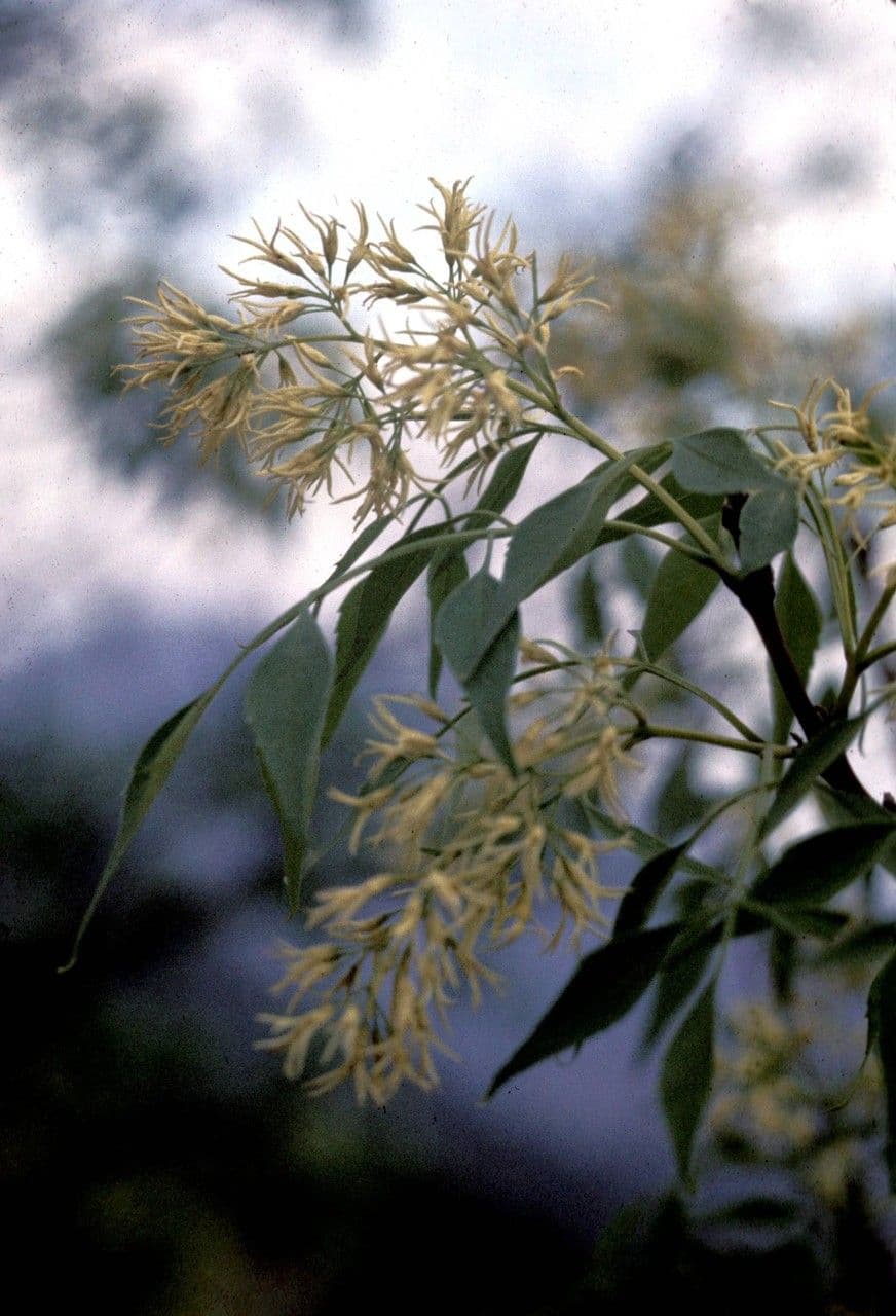Fraxinus cuspidata flower cluster