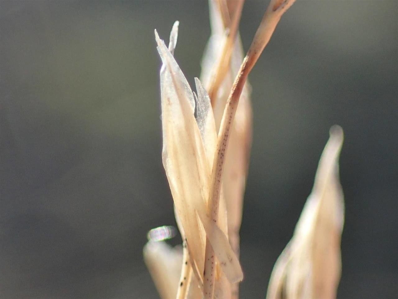 Detail coussinets Festuca eskia